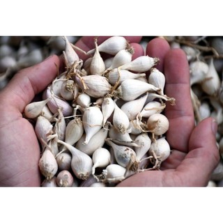 Tỏi cô đơn Lý Sơn 500g