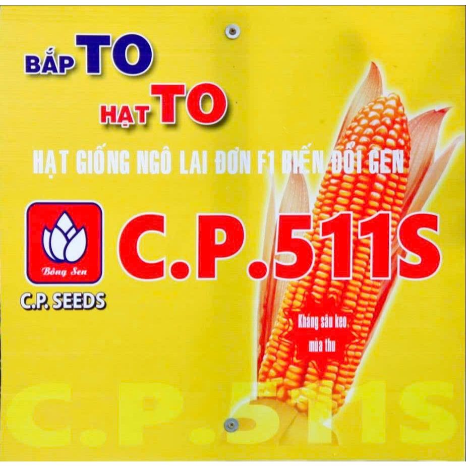 Ngô giống 511s
