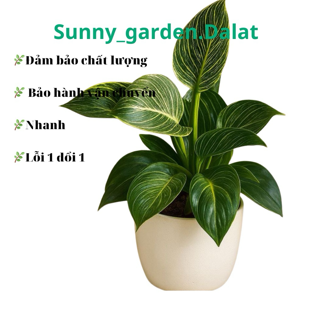 Chậu trầu bà đế vương kim cương nhỏ - Philodendron birkin