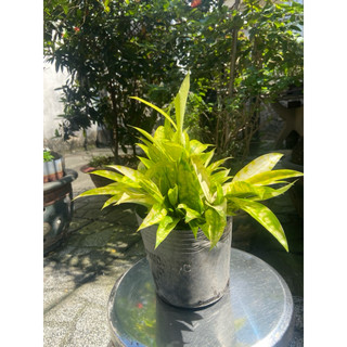 Cây trúc Nhật vàng