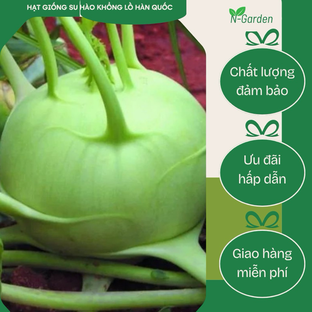 Hạt giống su hào Hàn Quốc - củ to non búng - 150 hạt F1