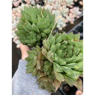 cây sen đá hawothia dạ quang🌵 ❣ [Chính hãng]⚡ [Ảnh thật] ❤ [FreeShip] ✈ [Có sẵn]