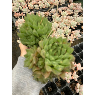 cây sen đá hawothia dạ quang🌵 ❣ [Chính hãng]⚡ [Ảnh thật] ❤ [FreeShip] ✈ [Có sẵn]