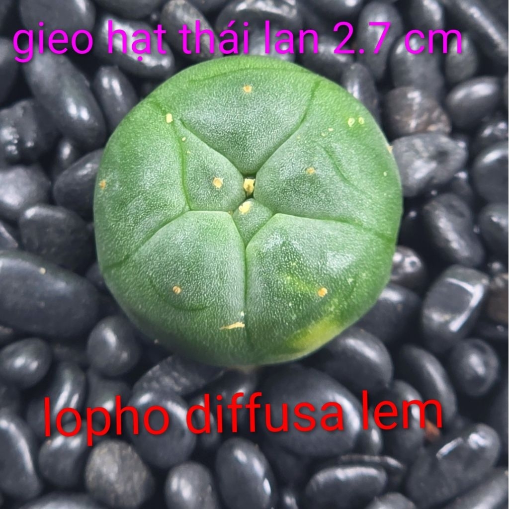 Xương rồng lopho  diffusa lem size 2.7 cm gieo hạt thái lan