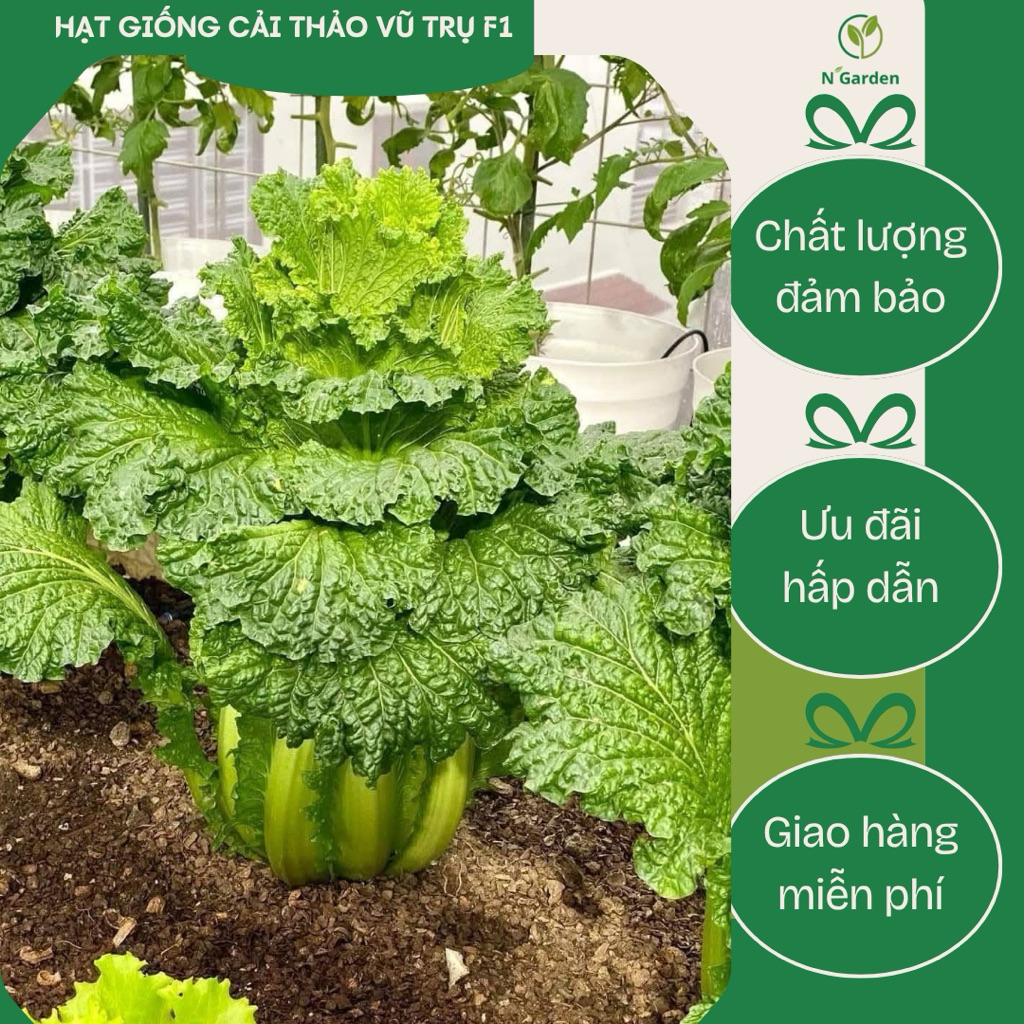 Hạt giống cải thảo vũ trụ Đài loan F1 - 100 hạt