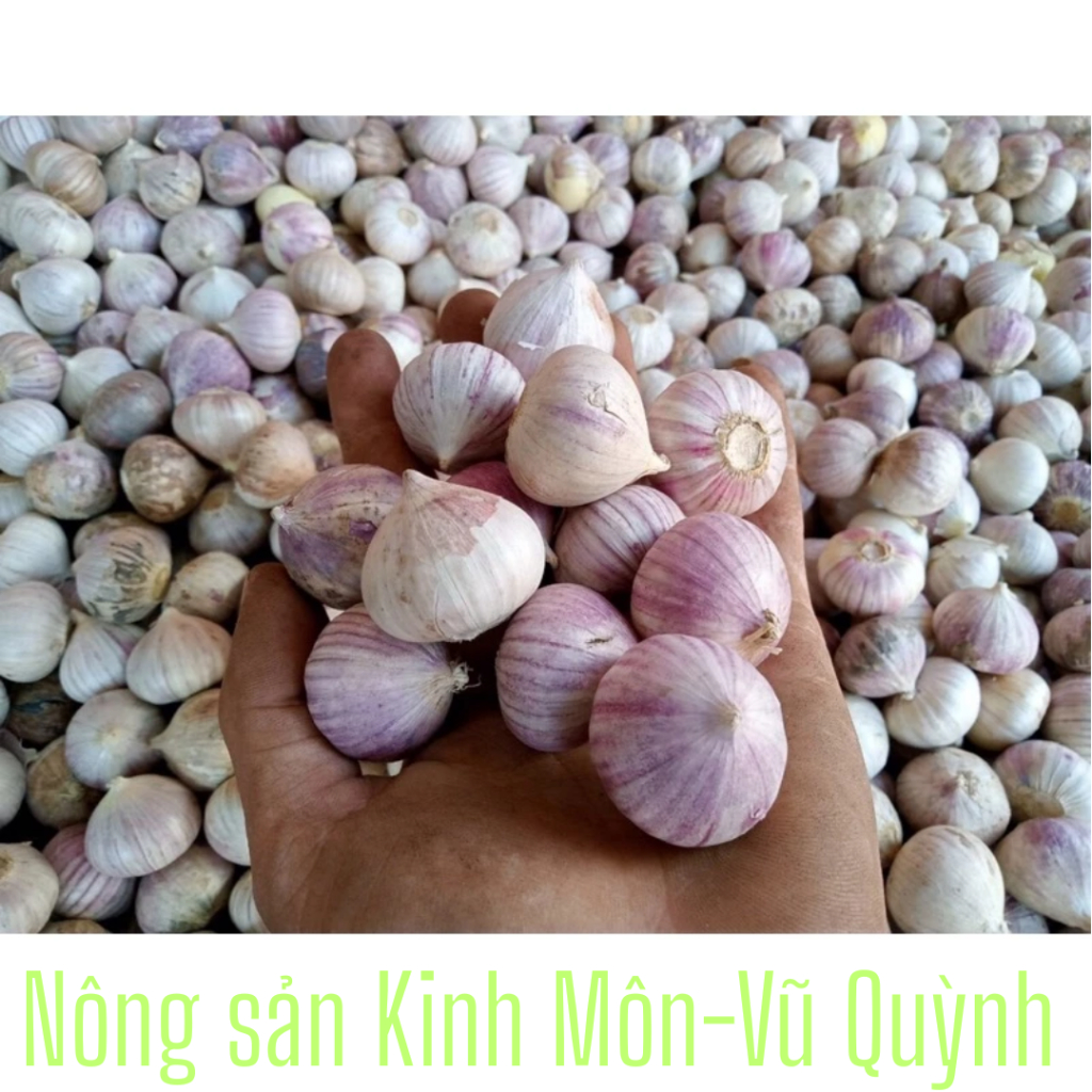 Tỏi cô đơn size to phân loại 0.5 kg và 1kg .