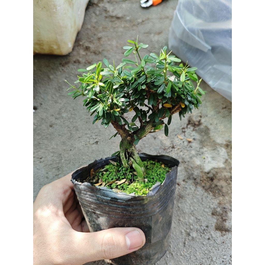 Linh sam 86 bonsai mini rế già cây khỏe xanh mướt