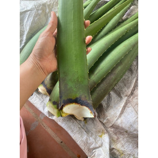 2kg bẹ nha đam hữu cơ loại dưới 3 năm tuổi tại vườn Diệu Pháp Garden 4-5bẹ/kg