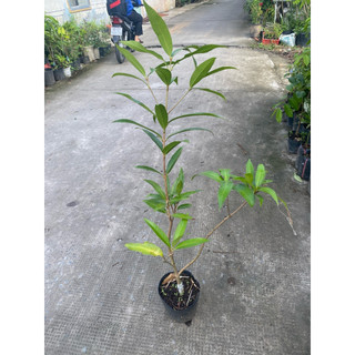 Cây mận lý ghép/chiết nhanh cho trái