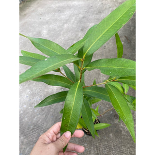 Cây mận lý ghép/chiết nhanh cho trái