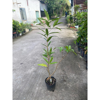 Cây mận lý ghép/chiết nhanh cho trái