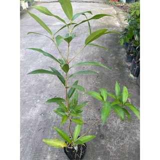 Cây mận lý ghép/chiết nhanh cho trái