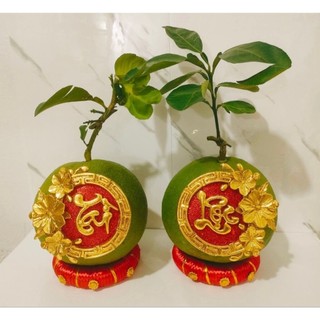 1 cái đế chưng dừa, bưởi, dưa hấu