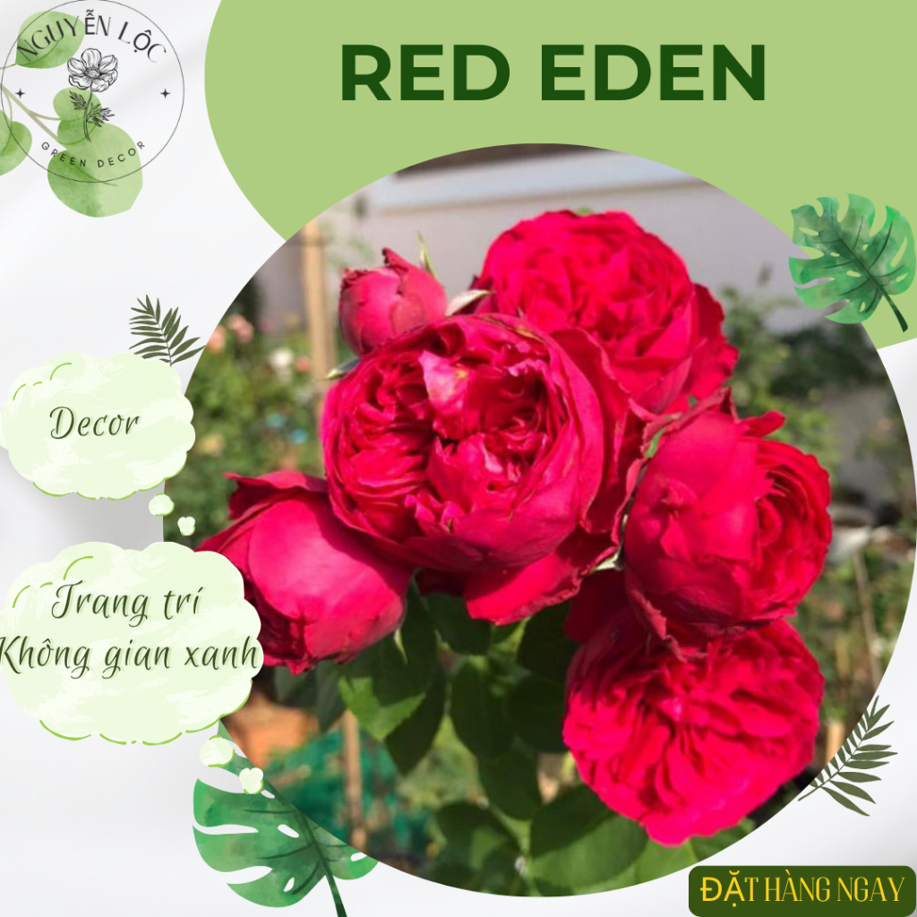 Chậu Cây Hồng Ngoại Red Eden – Trang Trí Ban Công & Decor Tiểu Cảnh Sân Vườn | Nguyễn Lộc Garden