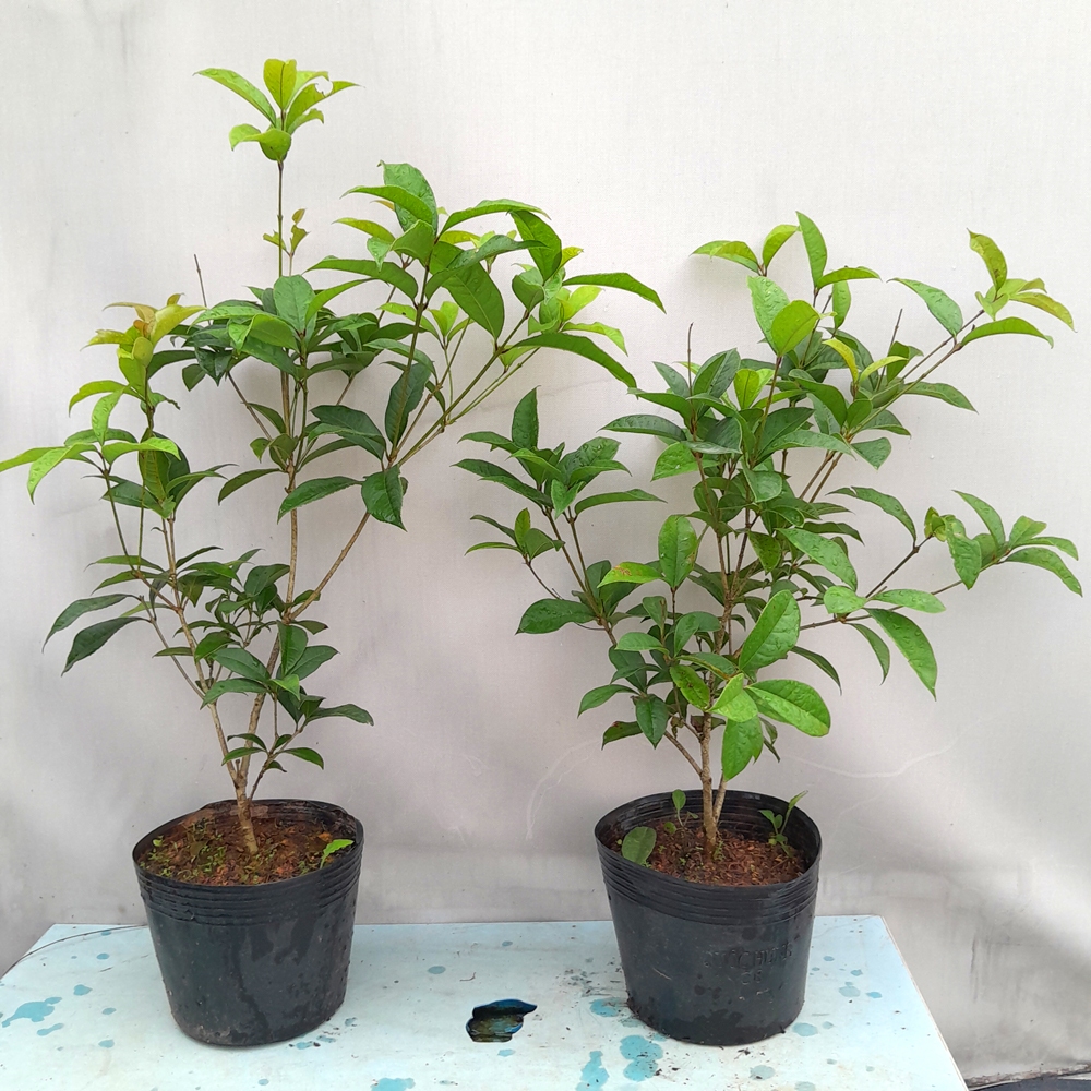 Chậu mộc hương ta Cao 50cm trang trí sân vườn cảnh quan