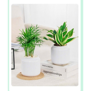 COMBO 3 Chậu trồng cây thông minh, chậu tự tưới trồng cây để bàn kích thước 11x13 mã 6110