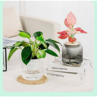 COMBO 3 Chậu trồng cây thông minh, chậu tự tưới trồng cây để bàn kích thước 11x13 mã 6110