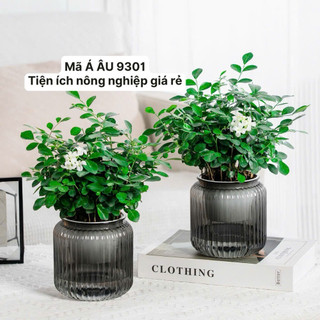 COMBO 3 Chậu trồng cây thông minh, chậu tự tưới trồng cây để bàn kích thước 11x13 mã 6110