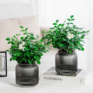 COMBO 3 Chậu trồng cây thông minh, chậu tự tưới trồng cây để bàn kích thước 11x13 mã 6110