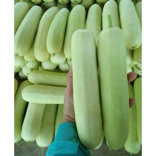 Dưa chuột nếp trắng Thái Lan - quả to