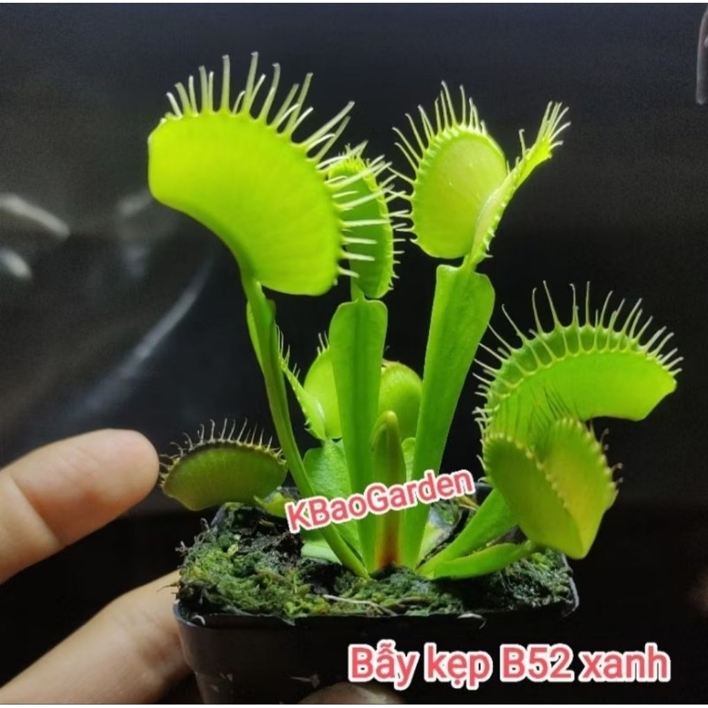 [ Mã B52 ] Chậu Venus flytrap B52
