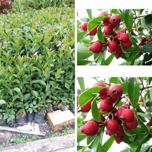 Cây Ổi Sim Ăn Trái – Giống Ổi Sim Giống Chuẩn – Cây Giống Trồng Vườn