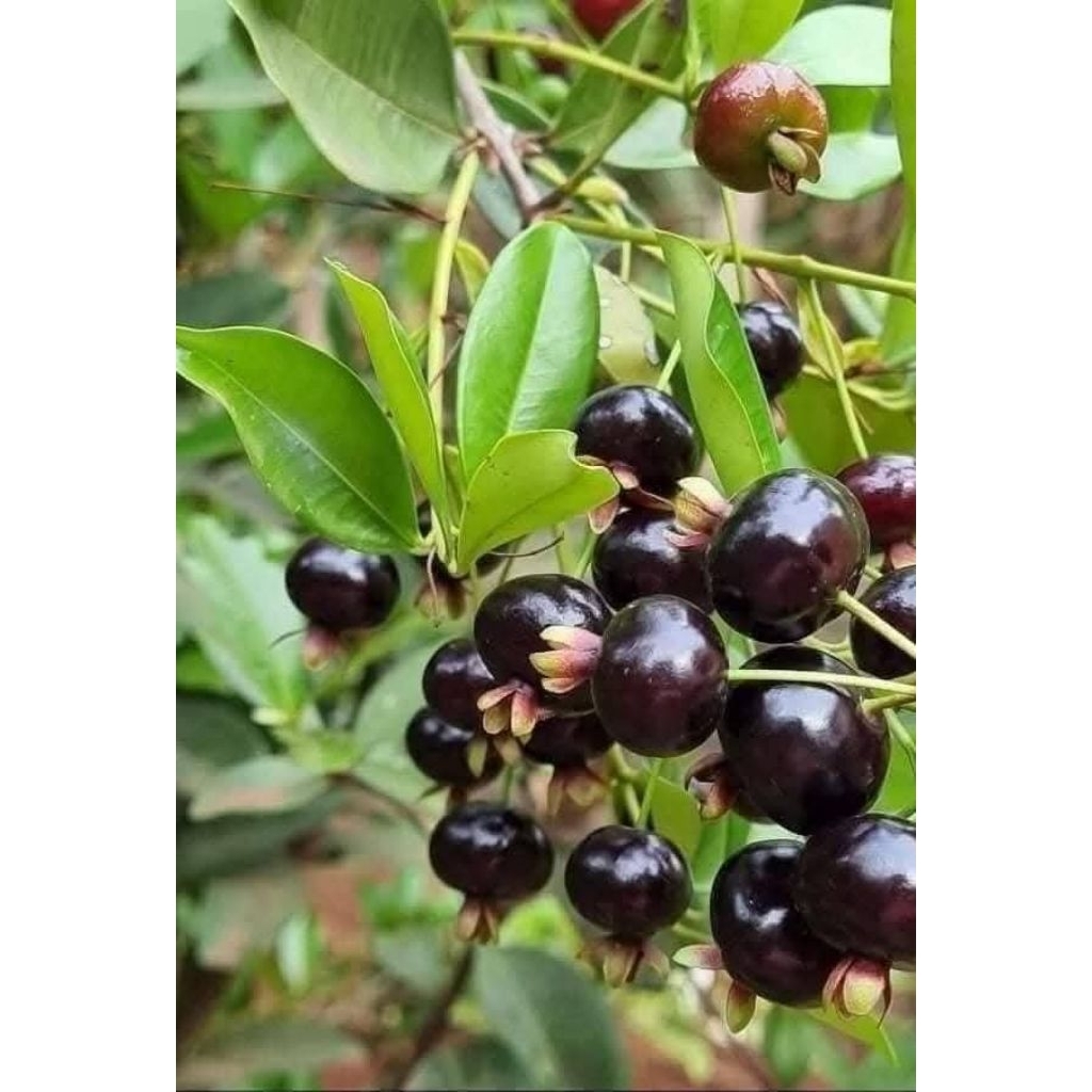 Combo 2 cây giống cherry Brazil