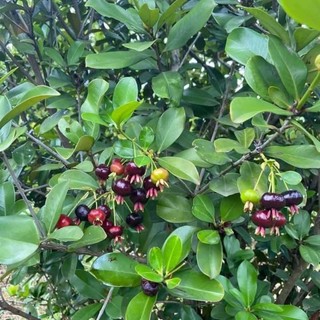 Combo 2 cây giống cherry Brazil