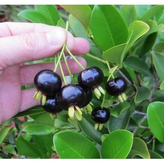 Combo 2 cây giống cherry Brazil