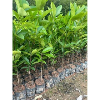 Combo 2 cây giống cherry Brazil