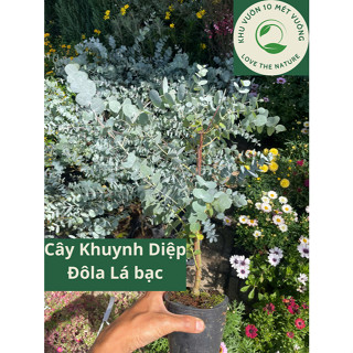  Cây Đô la Lá bạc True Blue thơm ngát tinh dầu - Cây Khuynh Diệp - DollarSilver - trang trí nội thất 