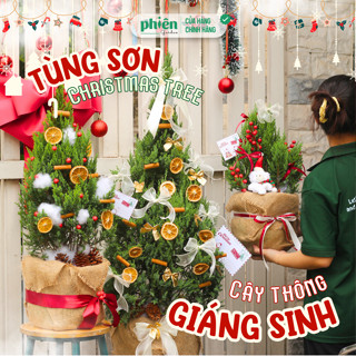   HỎA TỐC  Cây Sơn Tùng Giáng Sinh Cây Thông Noel Thật Đủ Kích Thước 60cm - 1m Cây Tùng Sơn Trang Trí Giáng Sinh 