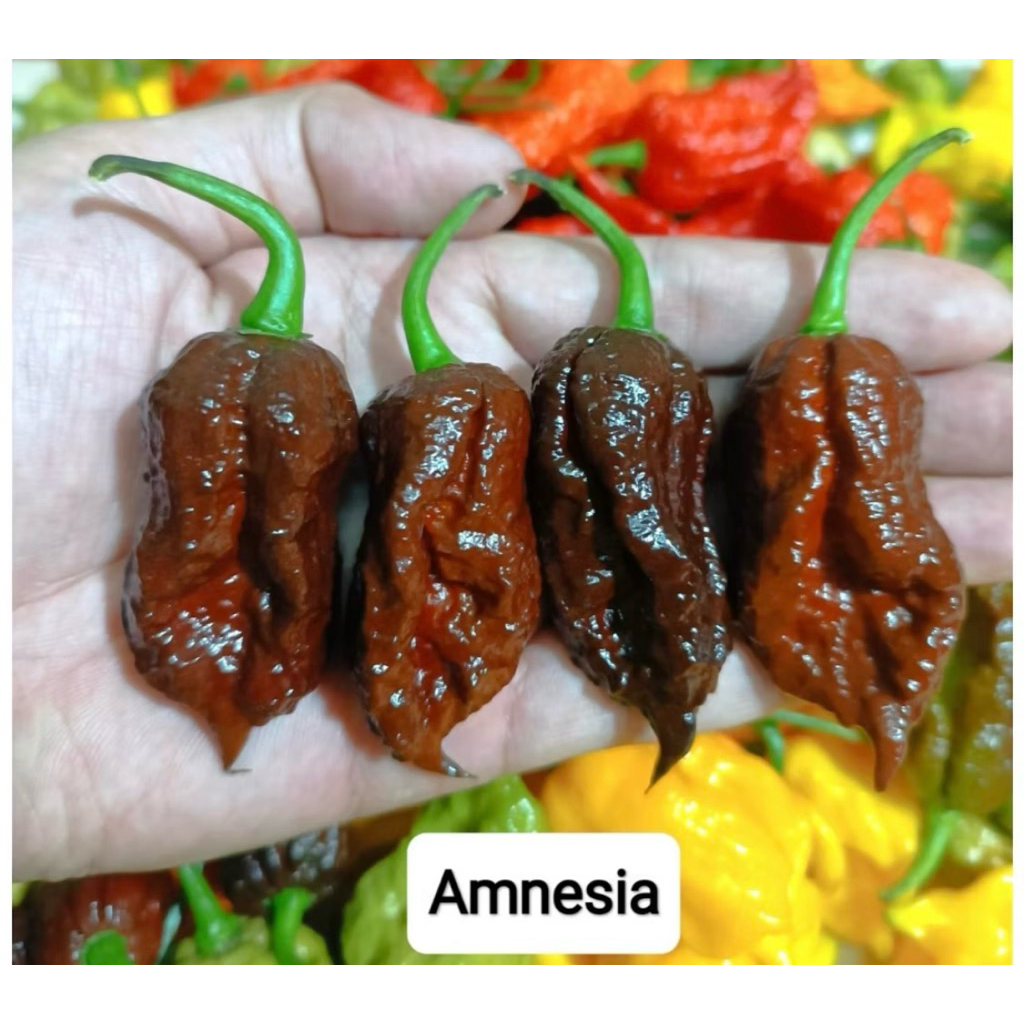 combo 2 cây ớt Amnesia. Tặng lọ muối ớt sieu cay khi mua 10 cây giống