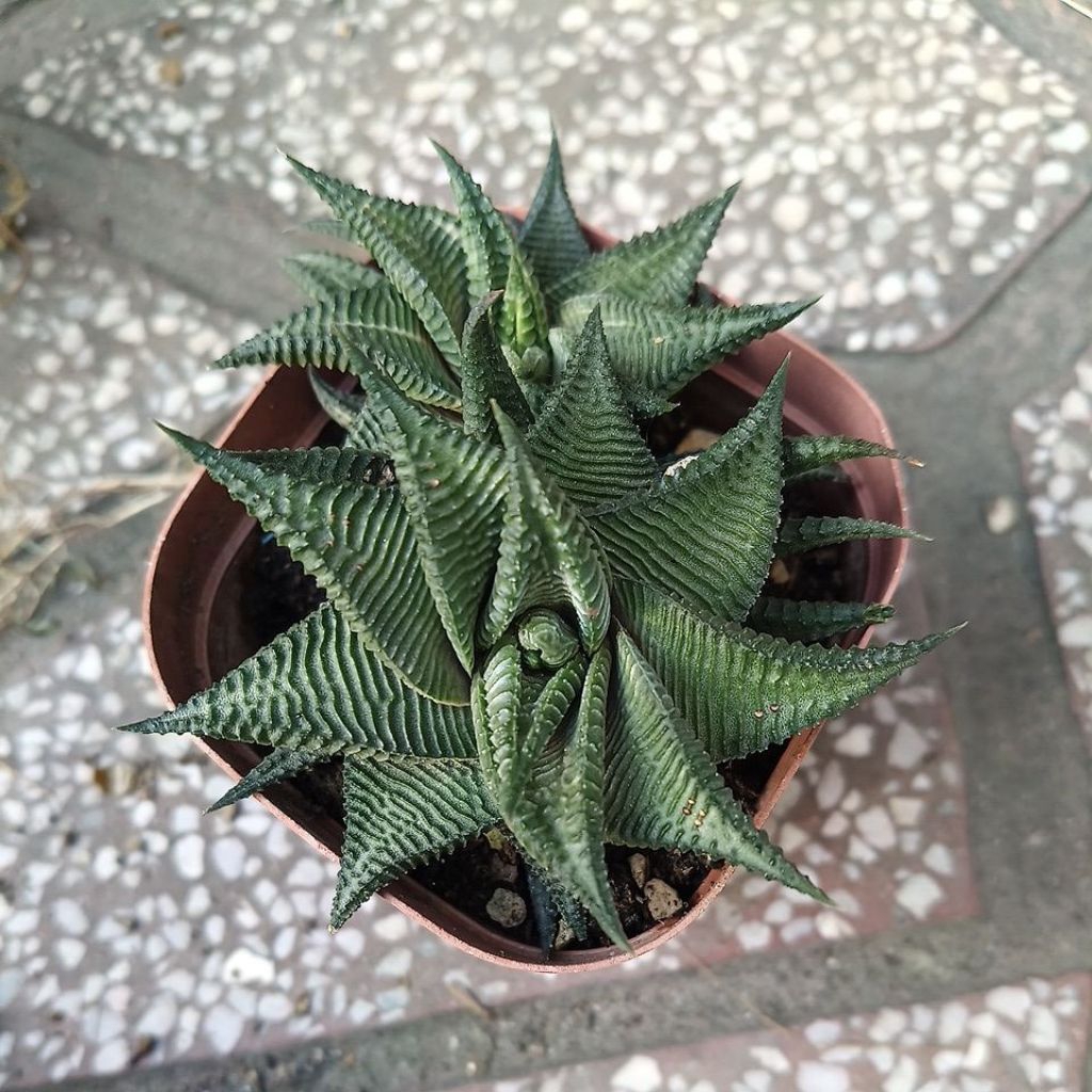 Sen móng rồng  xoáy