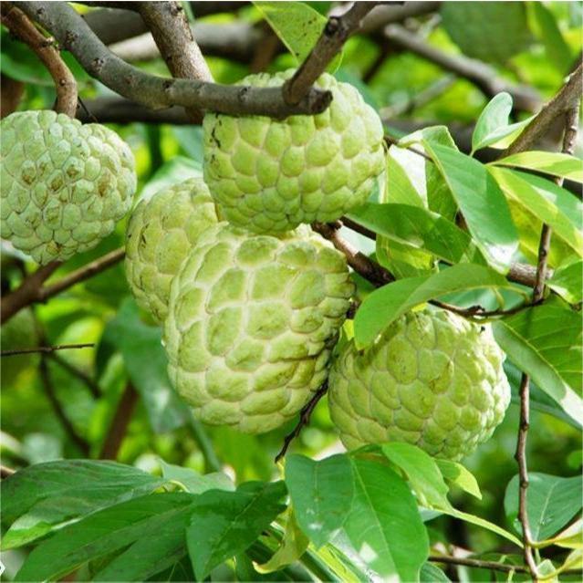 Chậu Cây Na Thái – Trang Trí Lối Đi Sân Vườn & Decor Góc Chill Tươi Mát – Đồng Tháp Garden Decor