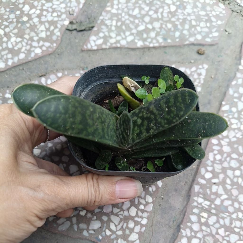 Cây Sen mỏ vịt
