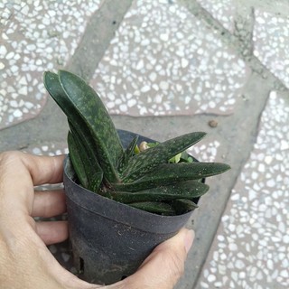 Cây Sen mỏ vịt