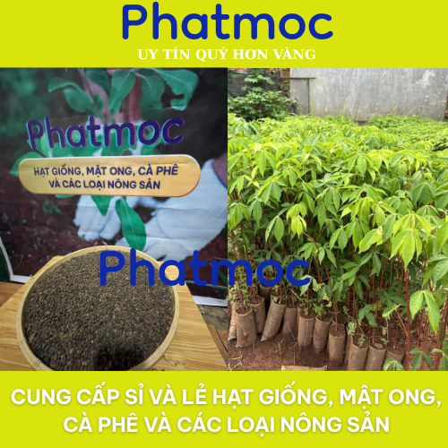 3kg Hạt giống cây gòn - bông gòn + Túi bầu, hạt tuyển chọn, nảy mầm cao, có hướng dẫn cách ươm