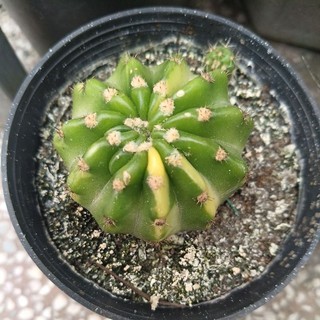 cây con xương rồng echino len