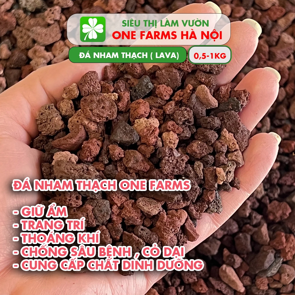 Đá nham thạch ( LAVA ) ONEFARMS chuyên dùng trang trí bể cá , rải mặt chậu cây cảnh , sen đá