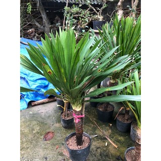 Cây phát tài núi trồng sân vườn, tiểu cảnh trồng trong nhà