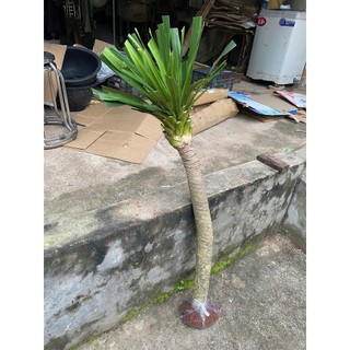 Cây phát tài núi trồng sân vườn, tiểu cảnh trồng trong nhà