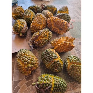 dứa dại rừng tây bắc 75k 1kg