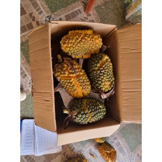 dứa dại rừng tây bắc 75k 1kg