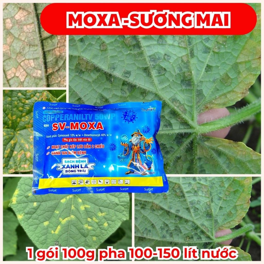 SV-MOXA Kiểm Soát Sương Mai Dưa Leo - Đốm Lá Dưa Leo - Cháy Lá Dưa Leo - Nấm Bệnh Lá Dưa Leo