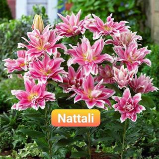 Củ Ly Kép Cao Thơm Size To Nở 7-9 Bông - Nhập Khẩu Hà Lan, Nhiều Màu Sắc Lựa Chọn