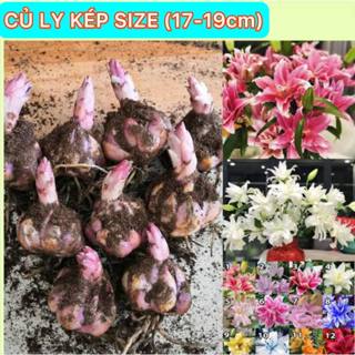 Củ Ly Kép, Thơm Size To Nở 7-9 Bông/1 Củ - Hàng Nhập Khẩu Hà Lan, Nhiều Màu Sắc Lựa Chọn