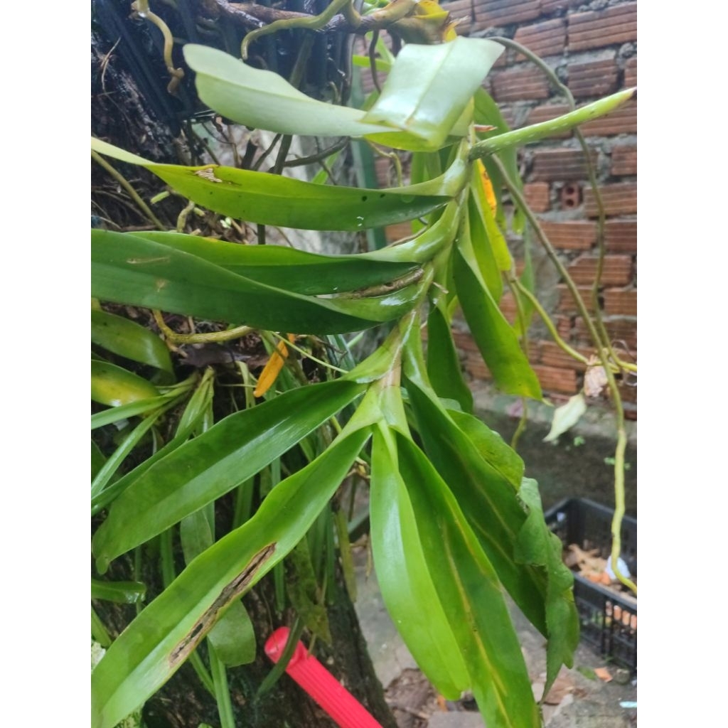 Lan giáng hương, 1 cây như hình