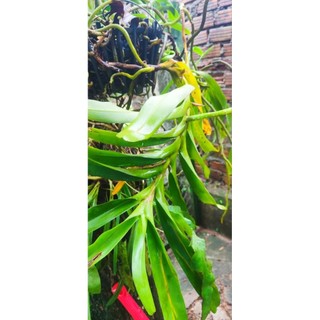 Lan giáng hương, 1 cây như hình