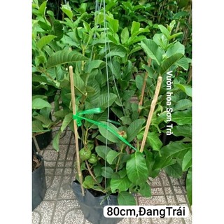 (VHST giao trong ngày) Cây ỔI NỮ HOÀNG đang trái.